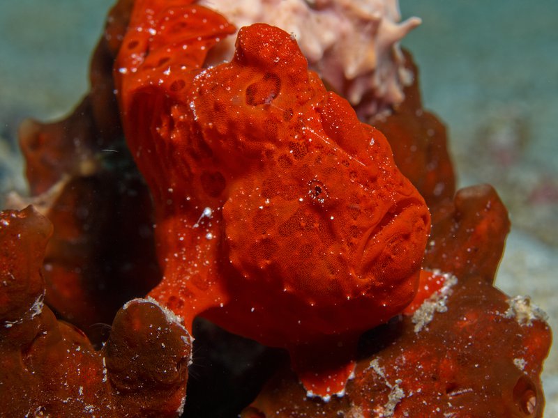 Frogfish, Frogfish Point
